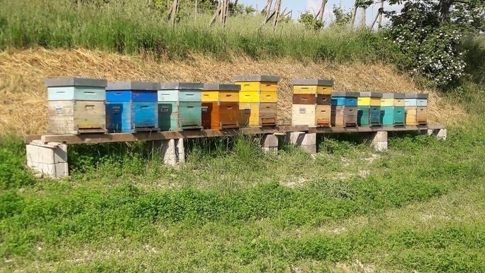 Agriturismo Il Colore Del Grano San Vittore  Εξωτερικό φωτογραφία